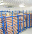 увлажнение воздуха при хранении яиц