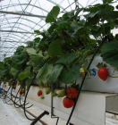 увлажнение воздуха при выращивании фруктов и ягод