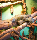 увлажнение воздуха для зоопарков